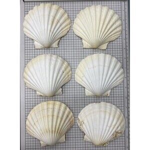 6 Large 5” White Scallop Natural Seashells Ocean Beach Decor